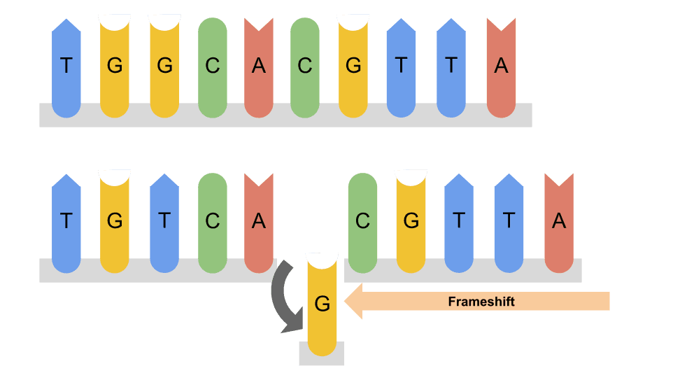 illustration of the deletion of a nucleotide from a DNA sequence