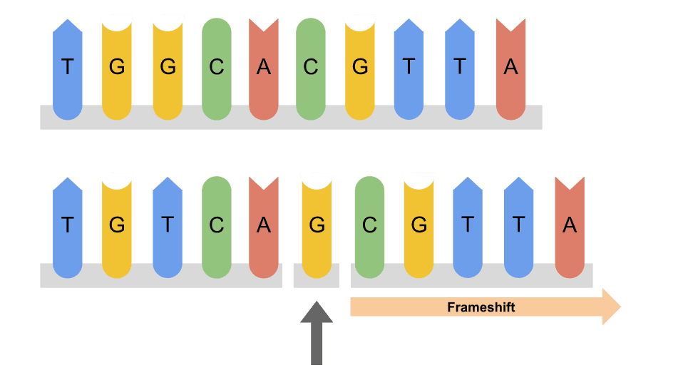 illustration of the insertion of a nucleotide to a DNA sequence