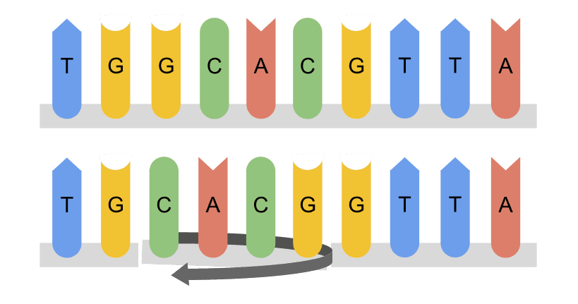 illustration of a dna segment inversion